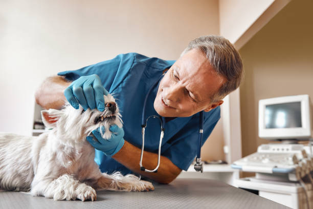 Best Emergency Treatment for Dental Infections or Abscesses in Seacliff, CA